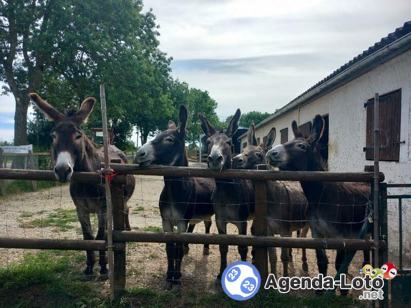 Grand loto en faveur de l'asso au bonheur des chevaux