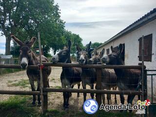 Photo du loto Grand loto en faveur de l'asso au bonheur des chevaux