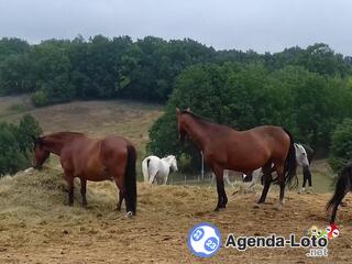 Photo du loto Grand loto en faveur de l'asso au bonheur des chevaux