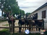 Photo Grand loto en faveur de l'asso au bonheur des chevaux à Villeneuve-sur-Lot