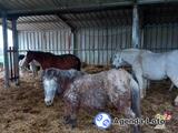 Grand loto en faveur de l'asso au bonheur des chevaux